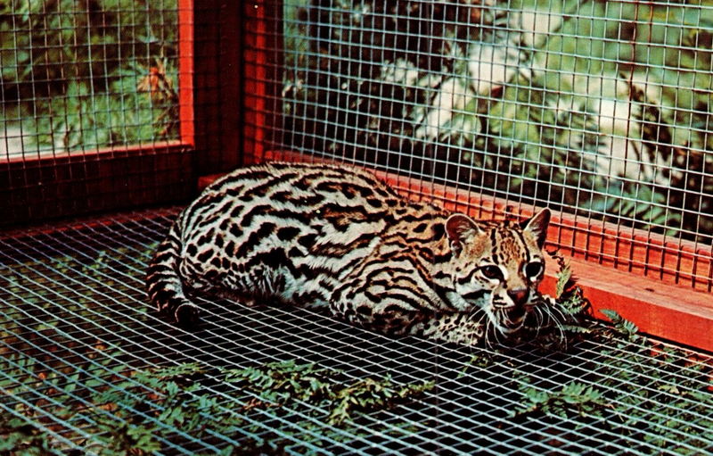 Animal Land - Vintage Postcard (newer photo)